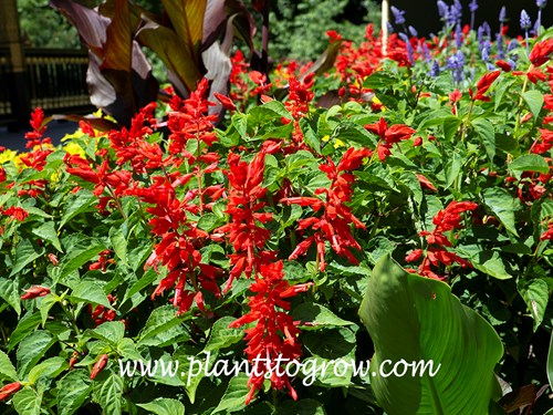 Salvia Park's Whopper Lighthouse (Salvia splendens)